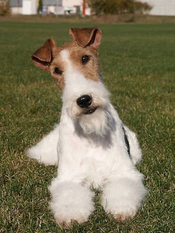 precioso ejemplar de fox terrier