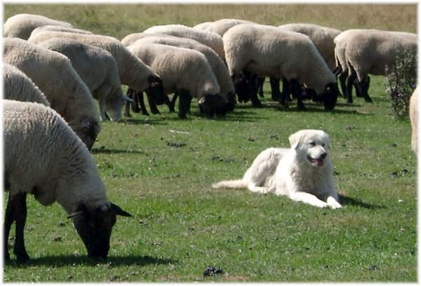 hembra de raza ovejero tumbada