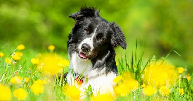 nombres para perros machos medianos