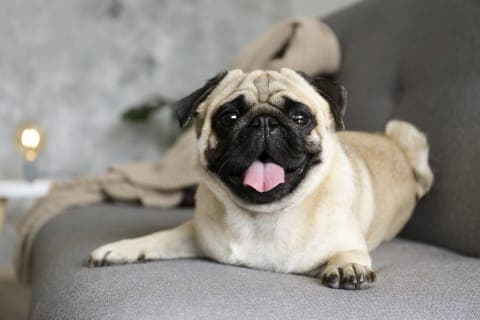 nombres perros machos pug con su significado