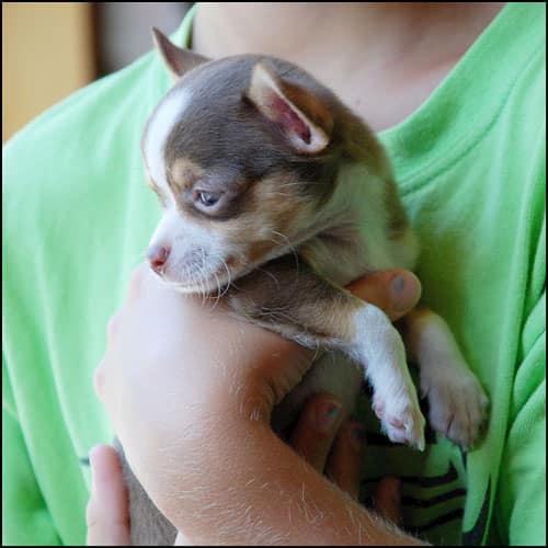 perro pequeño macho con su dueño