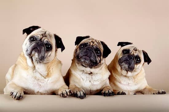3 perros pug machos