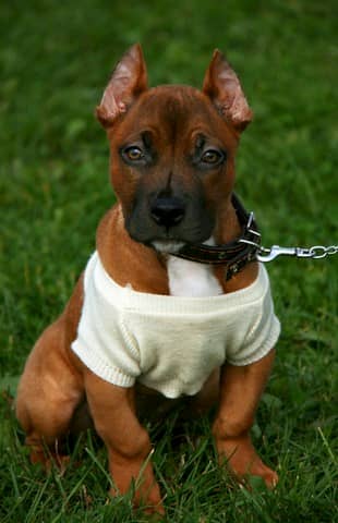 Cachorro de pitbull macho con camiseta blanca