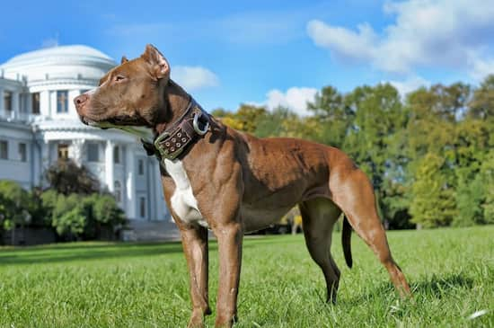 Hembra de pitbull con 3 años llamada Florencia