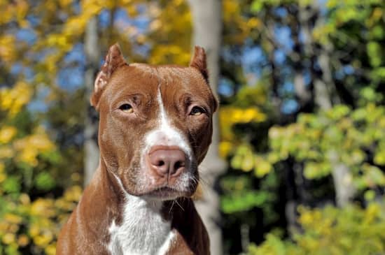 Pitbull blanca y marrón llamada Cielo