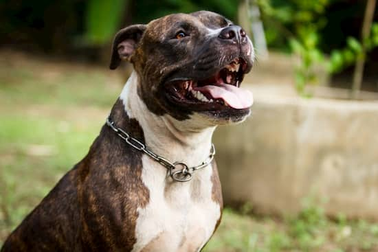 Pitbull macho bicolor sonriendo