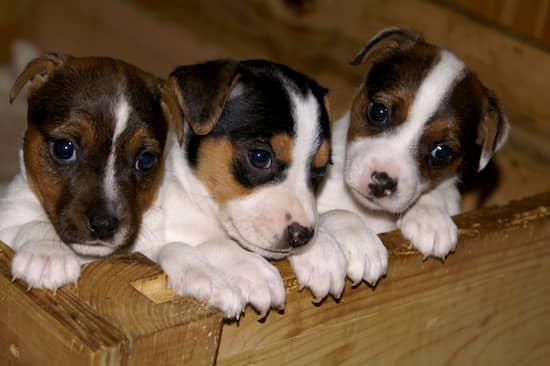 cachorros de jack russell terrier