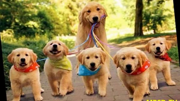 cachorros golden retriever contentos paseando 