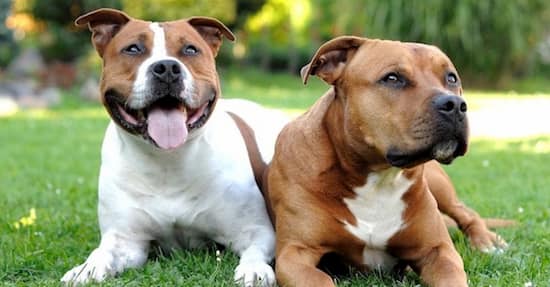 dos perros pit bull tumbados