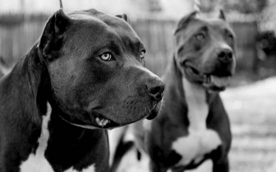 dos perros pitbull negros y blancos