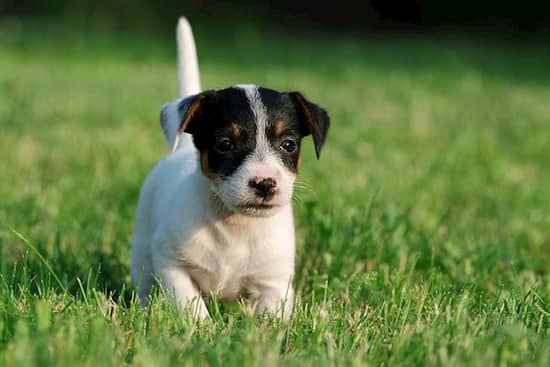 jack russell color blanco y negro