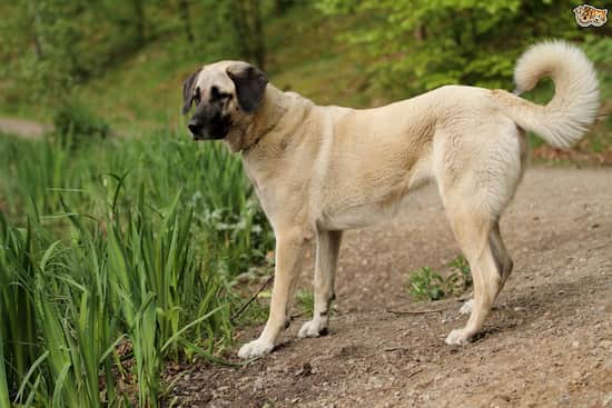 Nombres Turcos Para Perros Nombresdeperros Eu