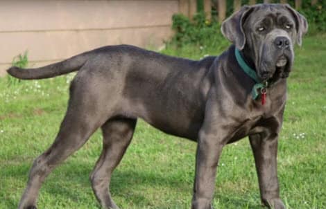 mejores nombres fuertes para perros grandes