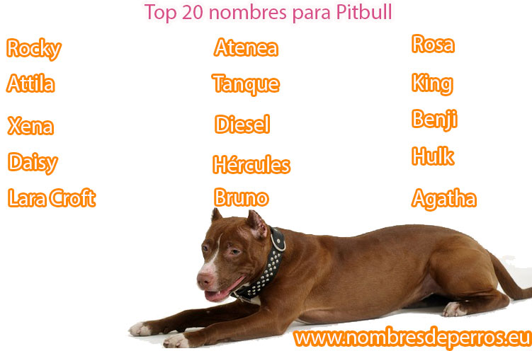 Nombres para Pitbull más populares