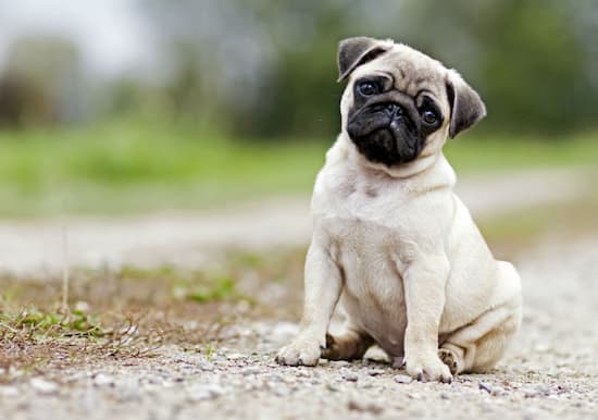 nombres chinos para perros pug