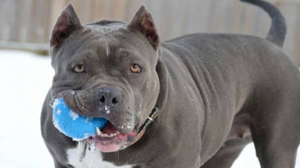 nombres fuertes para pitbull