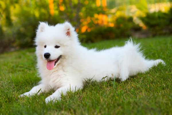 nombres ingleses para perros blancos