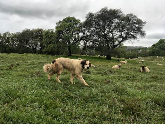 nombres para perros guardianes