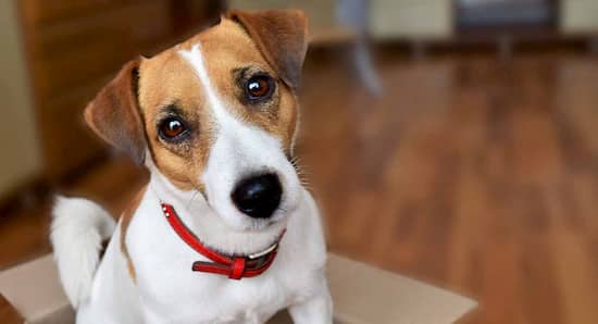 nombres para perros jack russell