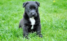 350 Nombres Para Perros Pitbull Para Machos Y Hembras 350 Nombres Para Perros Pitbull Para Machos Y Hembras