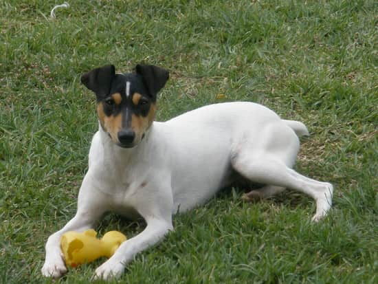 nombres para perros ratoneros