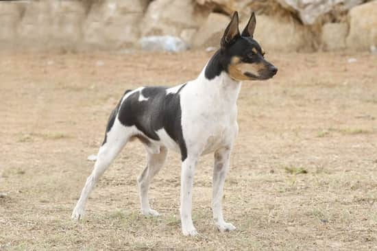 perro macho ratonero