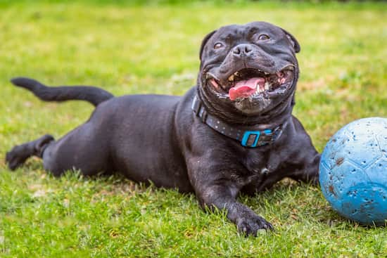 perro negro muy cool 