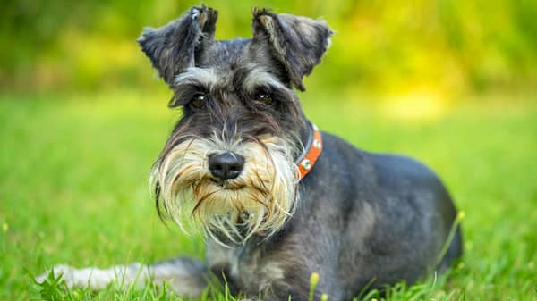 perro schnauzer tumbado