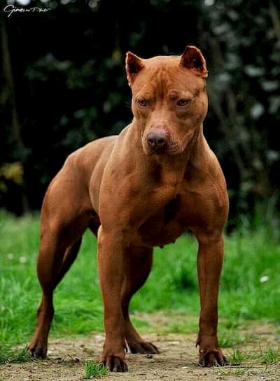 pit bull fuerte