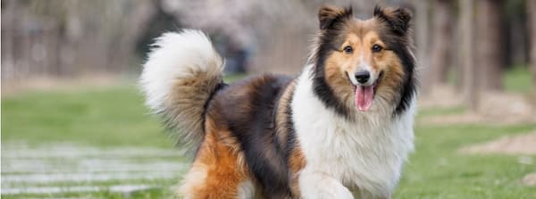 precioso perro en gran bretaña