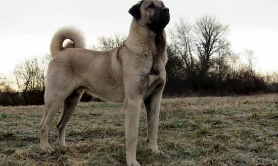 Nombres Turcos Para Perros Nombresdeperros Eu