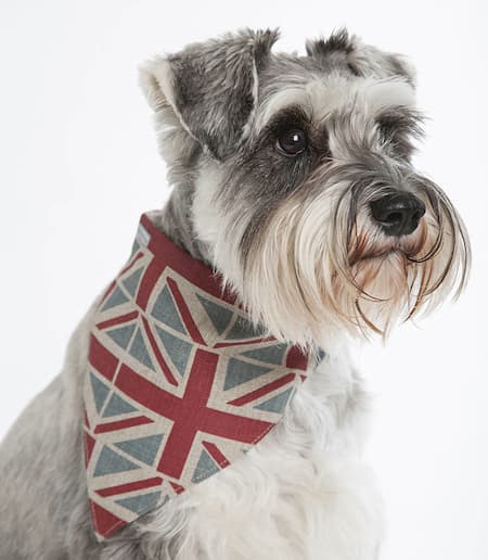 schnauzer britanico con un pañuelo de bandera 