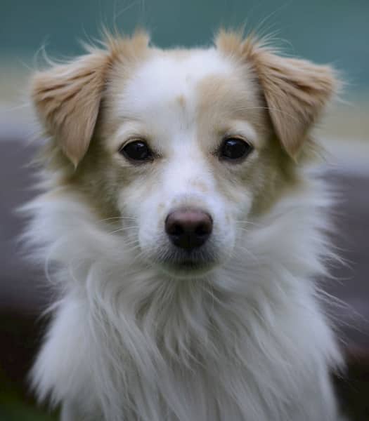Nombres griegos para perros 130+ Para Machos y Hembras