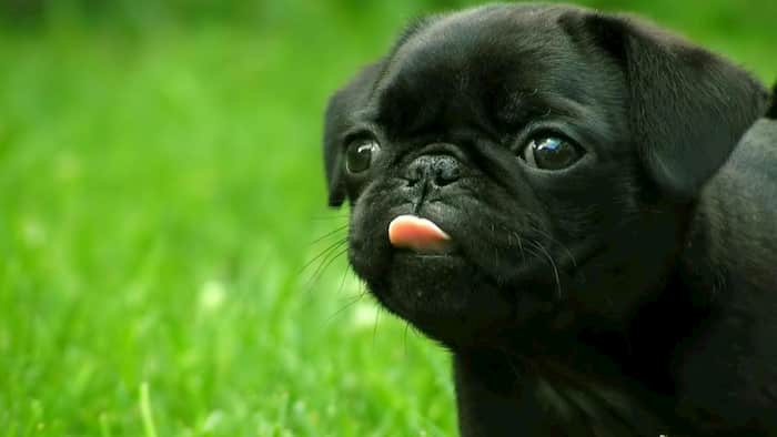 300 Nombres Para Perros Pug Para Machos Y Hembras 300 Nombres Para Perros Pug Para Machos Y Hembras