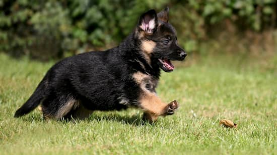 cachorro hembra de pelo negro