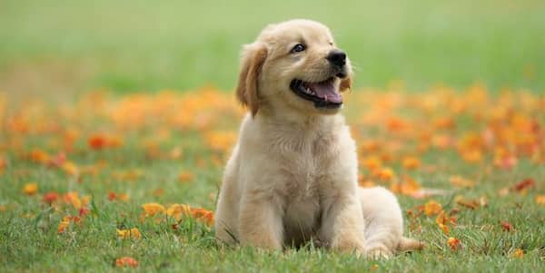 cachorro hembra golden retriever