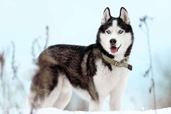 husky perro grande y fuerte