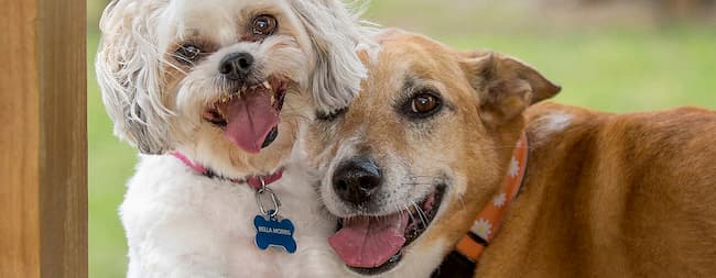 mejores nombres bonitos para perritas