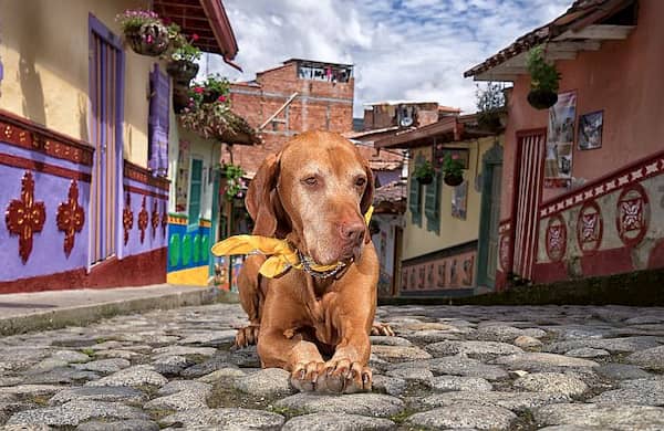 nombres colombianos para perros 
