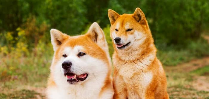 nombres japoneses para perros