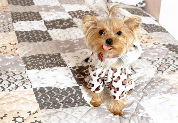 nombres para perros finos