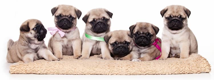 nombres para pug hembras