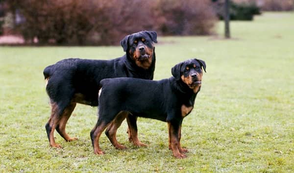 nombres rudos para perros rottweiler
