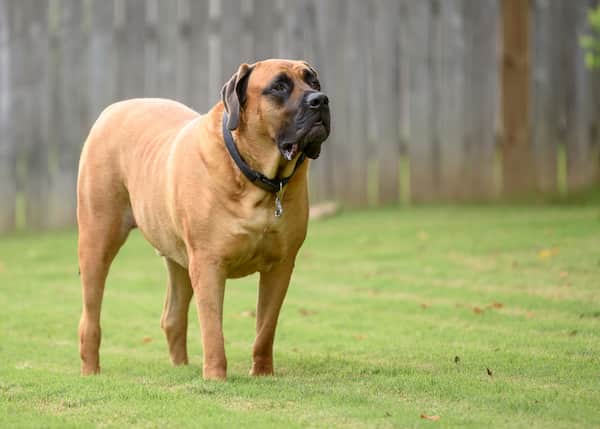 perro grande inglés
