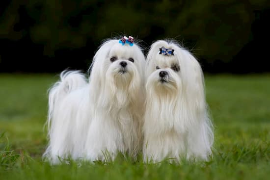 preciosas hembras bichón maltés de pelo blanco