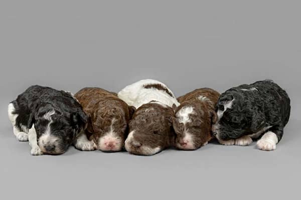 5 cachorros de perro de agua recién nacidos