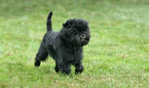 Affenpinscher