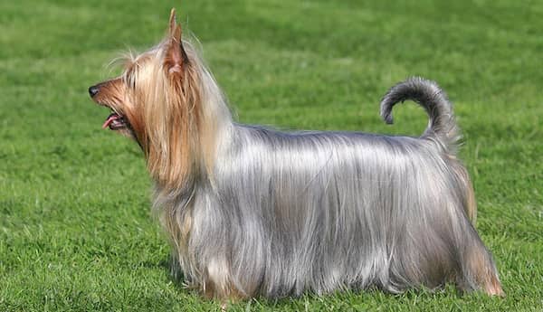 Australian Silky Terrier