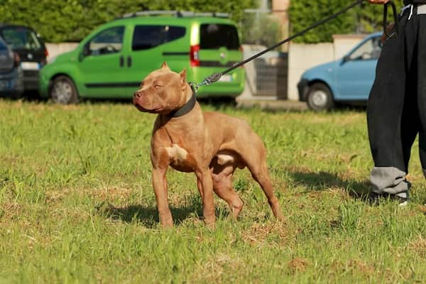 pitbull terrier