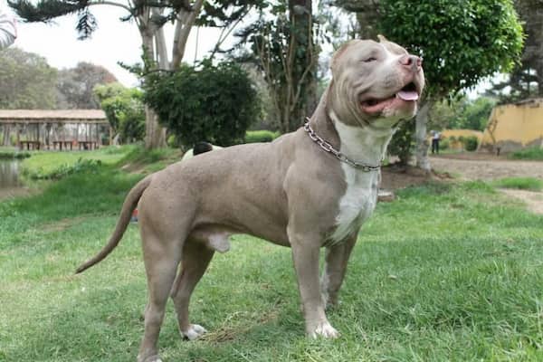 Silver Fawn Pitbull